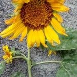 Helianthus annuusCvet