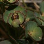 Euphorbia nevadensis Flower