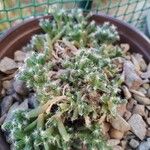 Trichodiadema densum Foglia