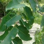 Pterocarpus erinaceus 葉