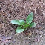 Arnoglossum plantagineum Habit