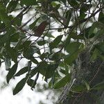 Olea capensis Folha