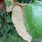 Parinari campestris Leaf