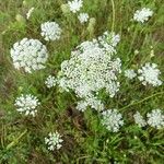 Daucus carotaFlower