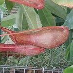 Nepenthes alata Flor