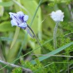 Pinguicula grandiflora Кветка