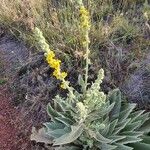 Verbascum sinaiticum Habit