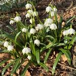 Leucojum vernum Çiçek