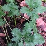 Potentilla intermedia Blatt