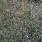 Solidago uliginosa Natur