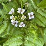 Nasturtium officinale Blomma