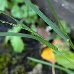 Poa nemoralis Leaf