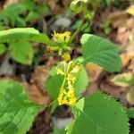 Solidago flexicaulis Flower