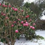 Rhododendron lanigerum Habitus