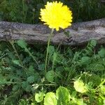 Crepis bellidifolia Kvet