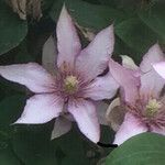 Clematis montanaBlomma