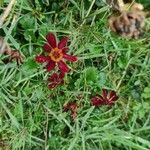 Coreopsis tinctoriaBlomst