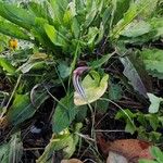 Arisarum vulgareЦвят