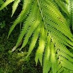 Polystichum acrostichoides ഇല