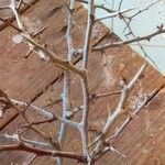 Searsia tripartita Bark
