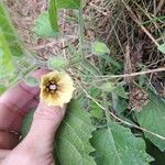 Physalis heterophylla Fiore