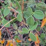 Rhynchosia minima Leaf