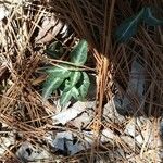 Chimaphila maculata Hoja