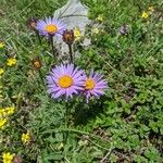 Aster alpinusKvet