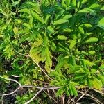 Salvia somalensis Hoja