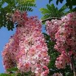 Cassia javanica花