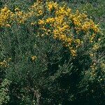 Genista aspalathoides