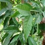 Cola acuminata Лист