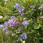 Penstemon speciosus Habitat