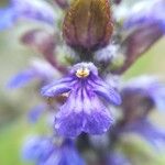 Ajuga reptansKvět