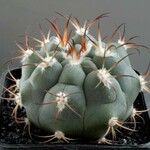 Gymnocalycium pflanzii Buveinė