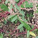 Chenopodium ficifolium Lehti