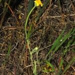 Pseudobahia peirsonii Flor