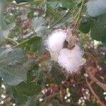 Gossypium herbaceum Fruit