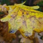 Quercus × rosacea Blad