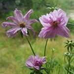 Cosmos bipinnatusKvět