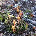 Diapensia lapponica Fiore