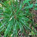 Deschampsia cespitosa Листок