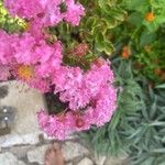 Lagerstroemia speciosa Flower