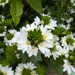 Scaevola plumieri Flower