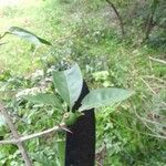 Randia armata Leaf
