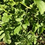 Eruca vesicaria Лист