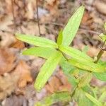 Hypericum punctatum List