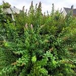Spiraea salicifolia その他の提案