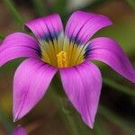 Romulea cruciata Flower