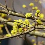 Cornus officinalis Corteza